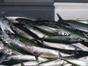 classe de mer a Bretignolles 011.jpg