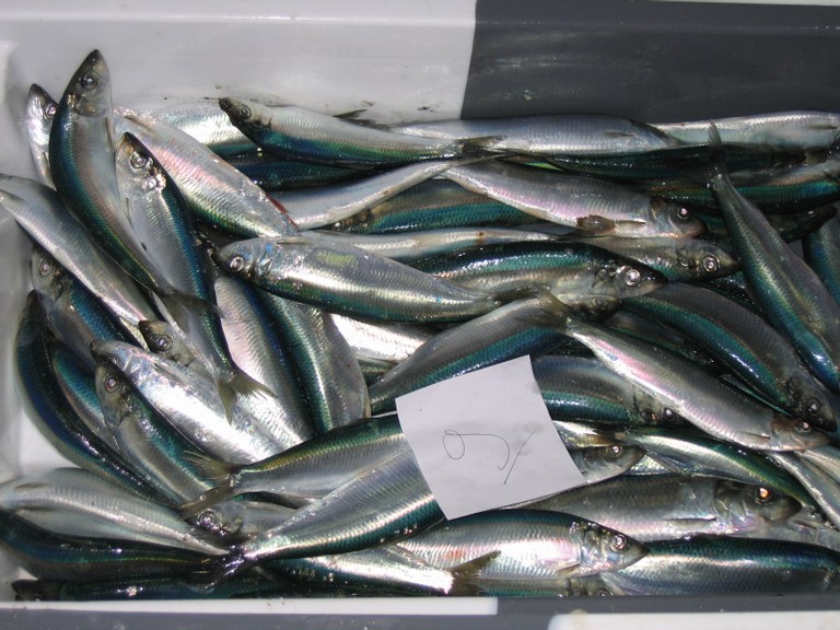 classe de mer a Bretignolles 012.jpg