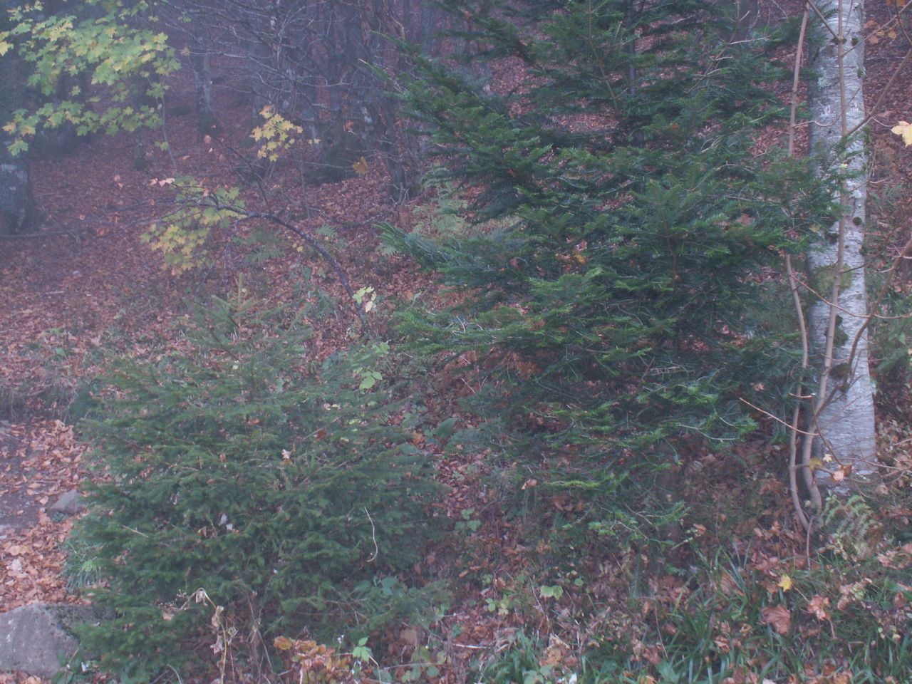 PICT0026.JPG