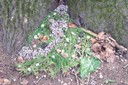 100_6921.JPG