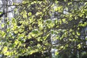 100_6930.JPG