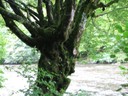 IMG_3063.JPG