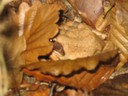 Photo 042.jpg