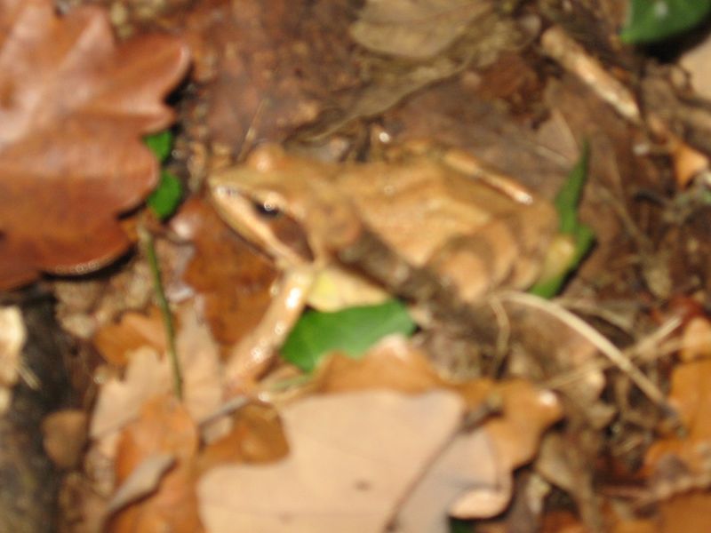 Photo 044.jpg