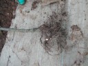 DSCN9723.JPG