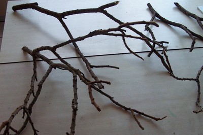 100_9219.JPG