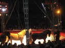 Cirque Pinder 13-03-09 (5).JPG