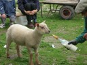 Ferme de Pierrette et Bernard (58).JPG