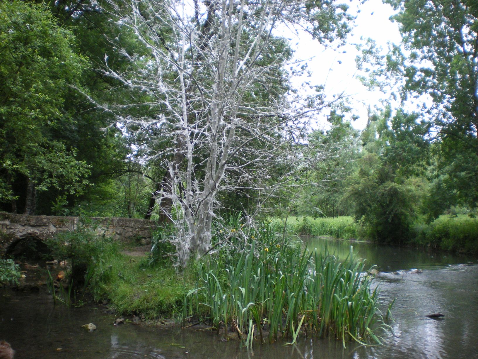 IMGP1527.JPG