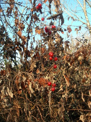 DSCN7578.JPG