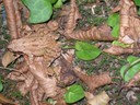 DSCN7621.JPG