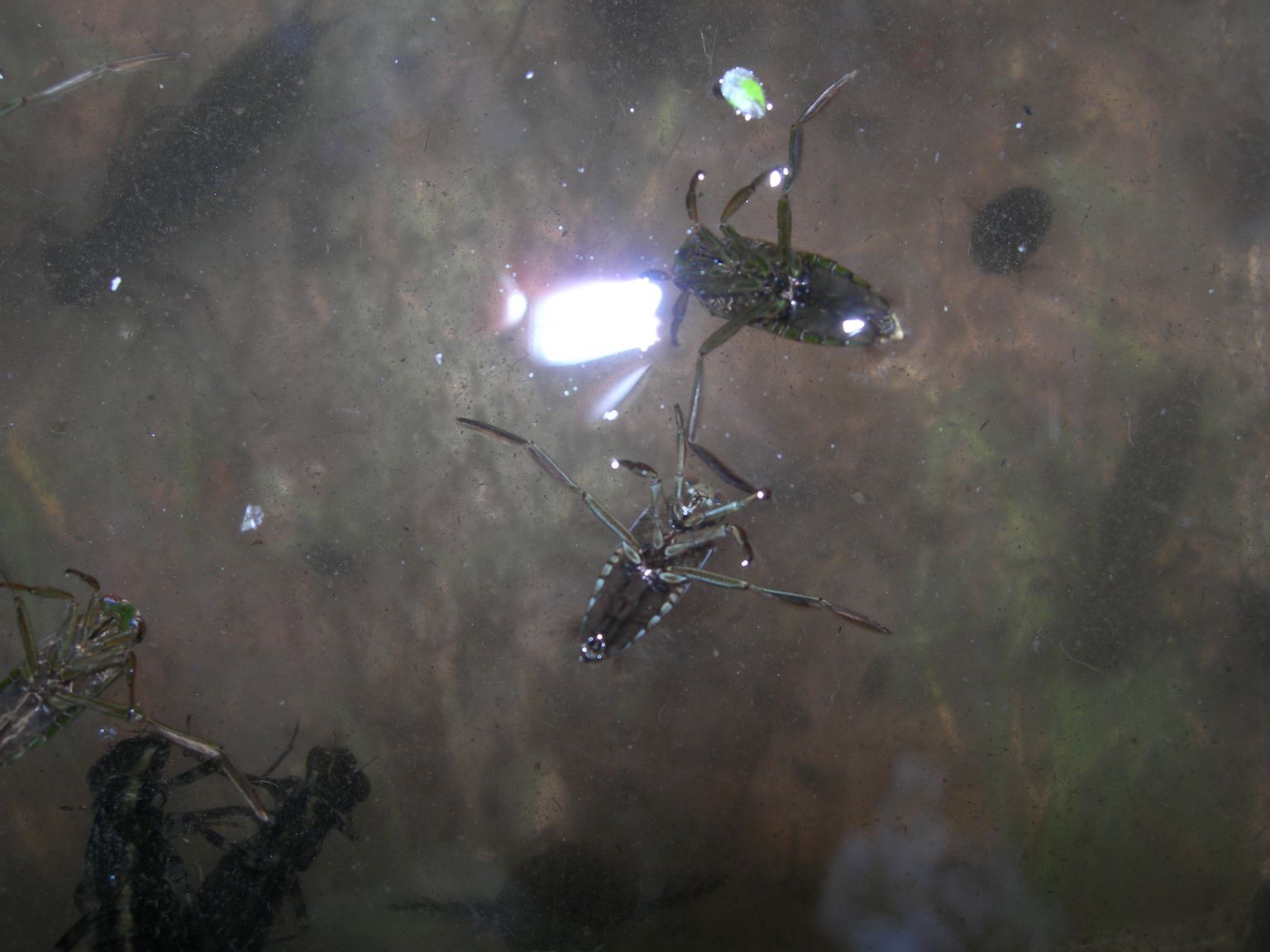 DSCN7656.JPG