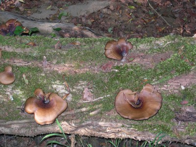 DSCN7705.JPG