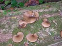 DSCN7706.JPG