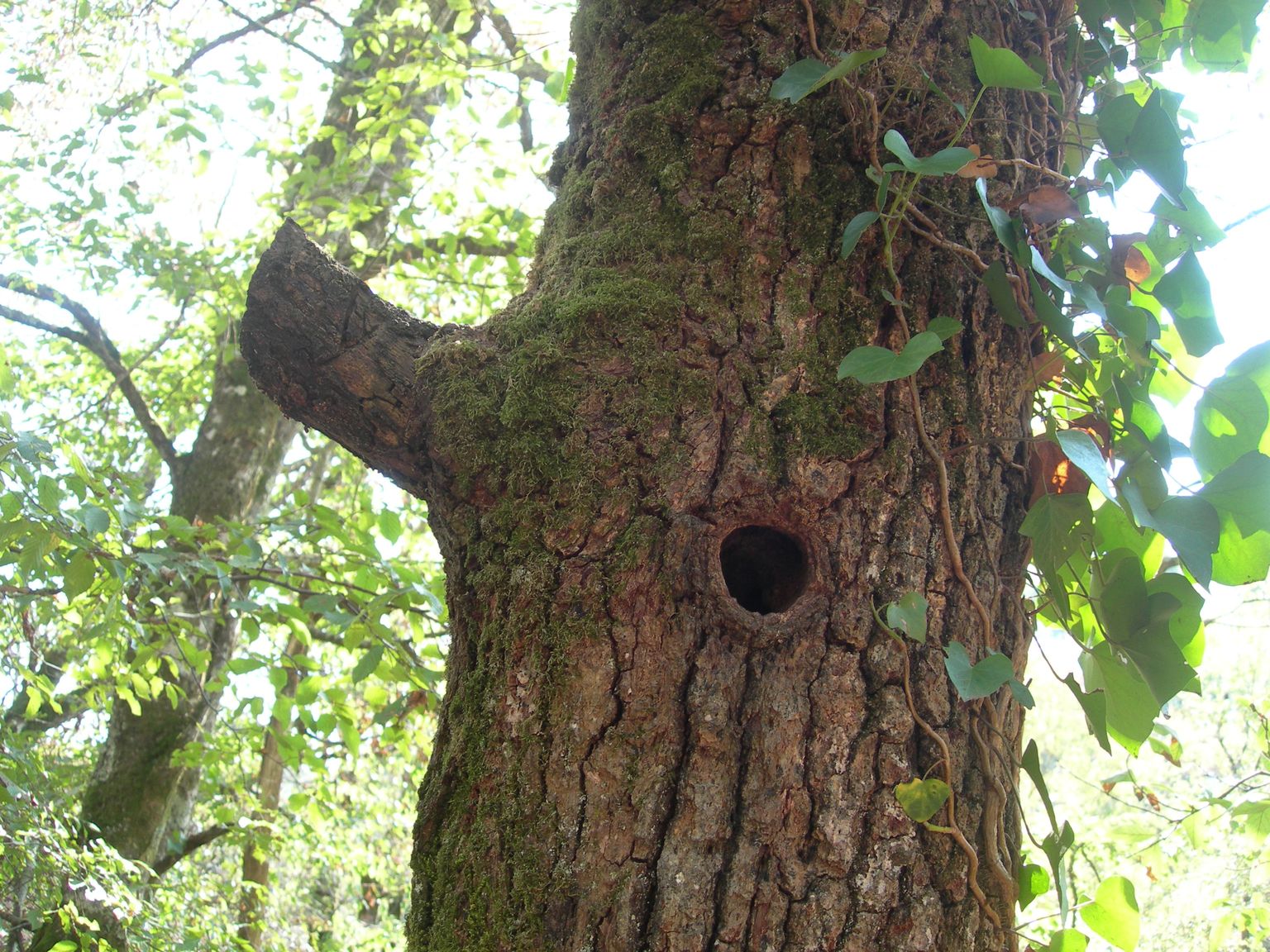 DSCN7732.JPG