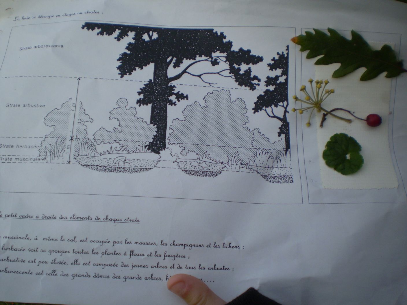 plantations La Gorande 042.jpg