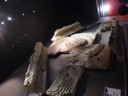 CIMG0800.JPG