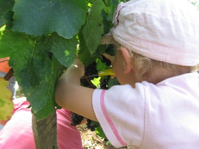 De la vigne au jus de raisin (24).JPG