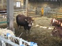 Sortie a la ferme (13).JPG