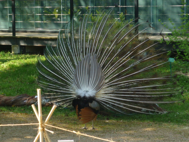 P1010005.JPG