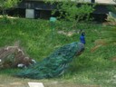 P1010006.JPG