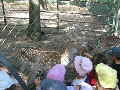 Bois de St Pierre (2).JPG