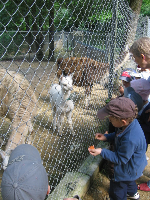 Bois de St Pierre (26).JPG