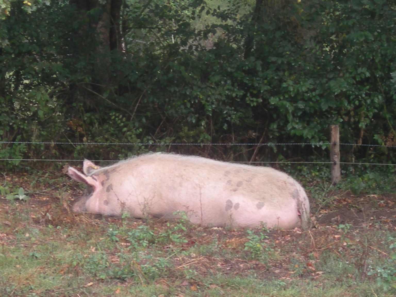 DSCN9203.JPG