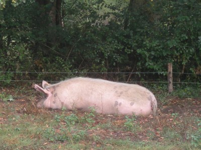 DSCN9203.JPG