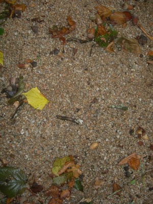 DSCN9219.JPG