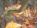 DSCN9222.JPG