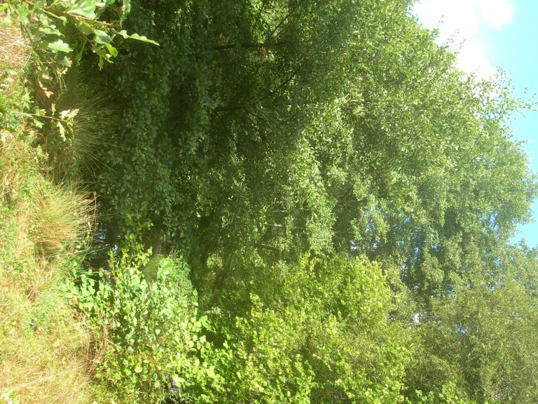 DSCN9238.JPG
