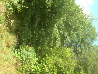 DSCN9238.JPG
