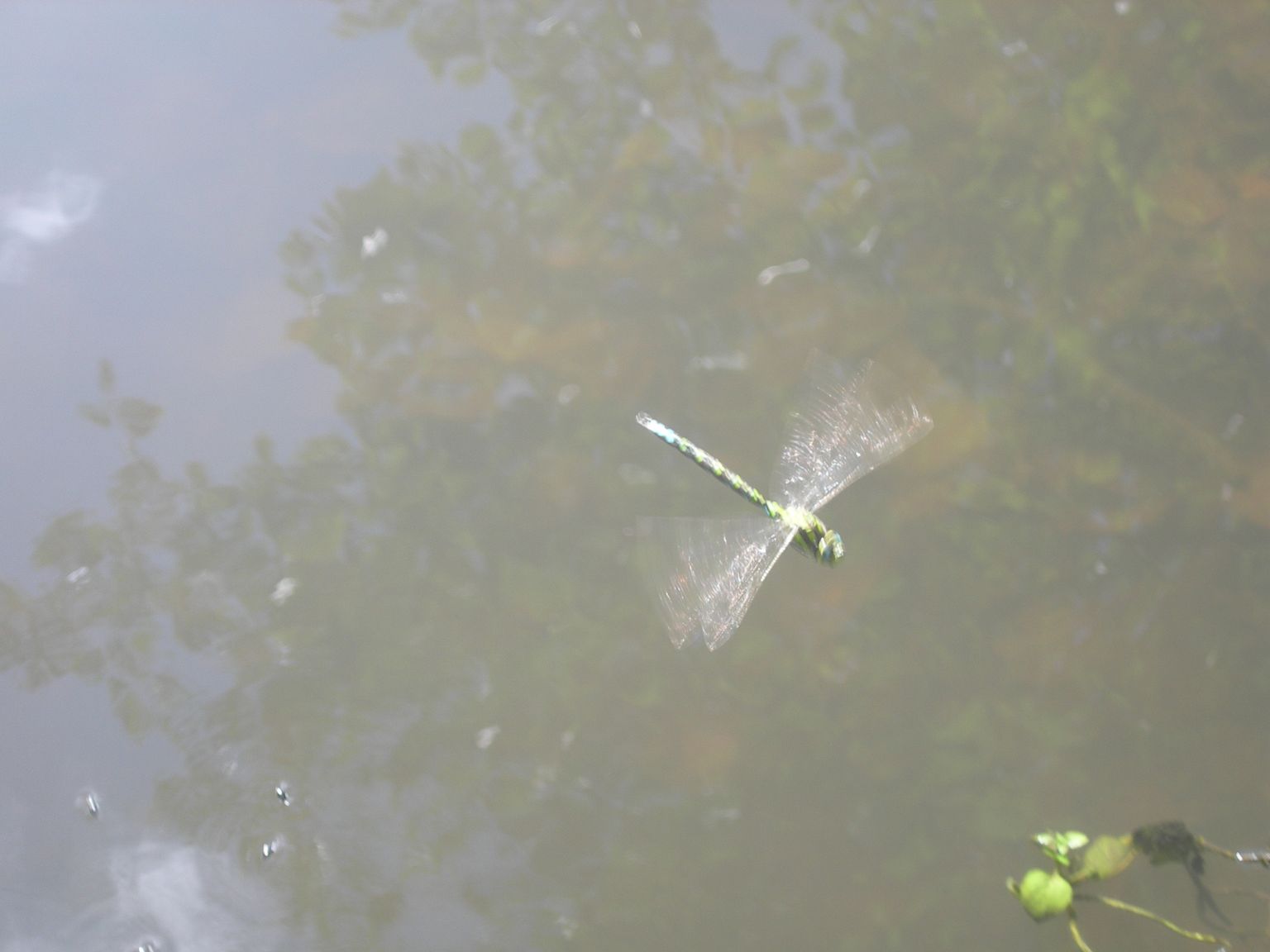 DSCN9250.JPG
