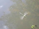 DSCN9250.JPG
