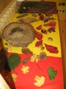 Objets naturls.JPG