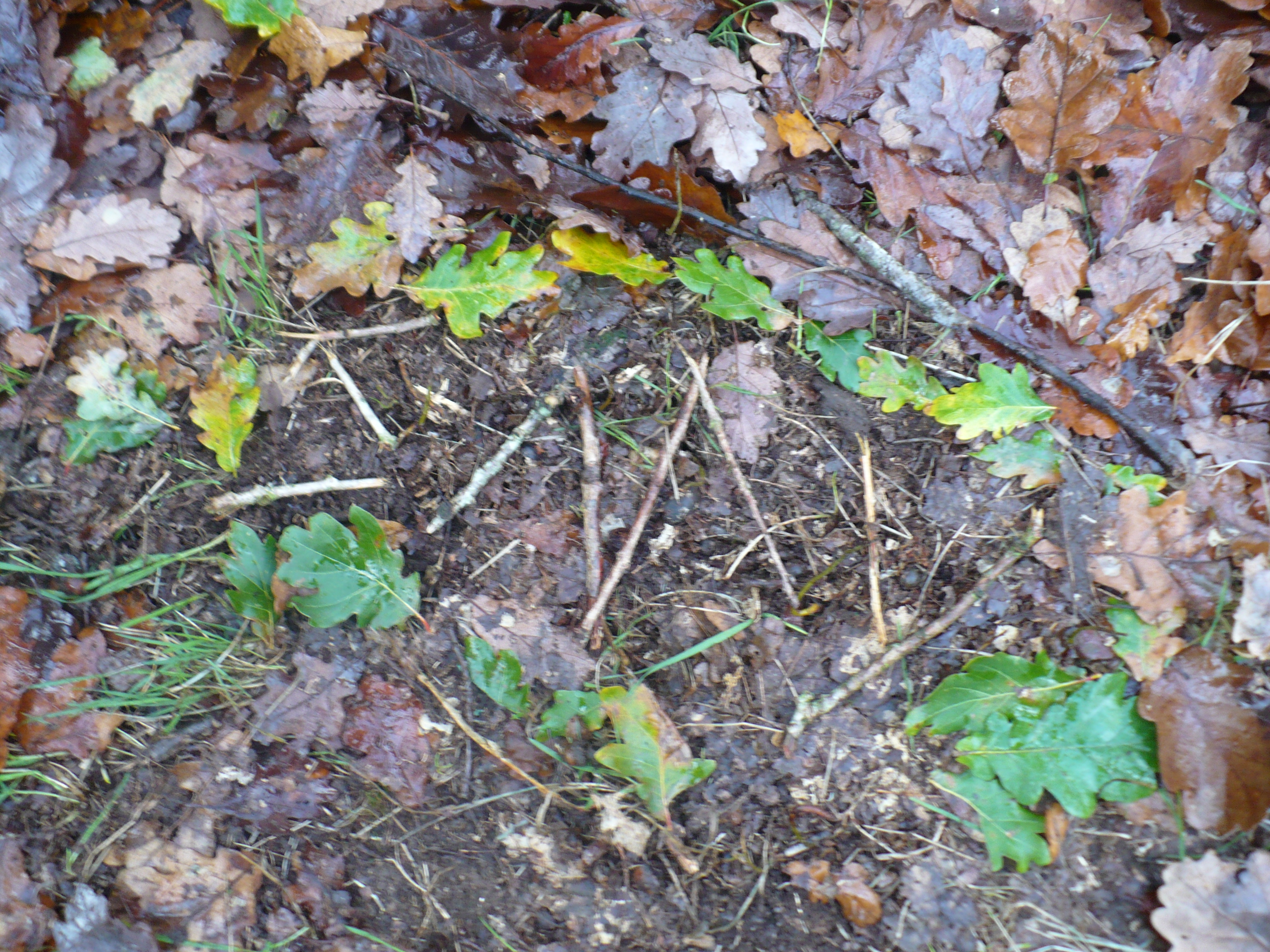 P1020180.JPG