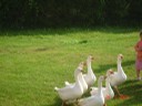 allemagne 2007 044.jpg