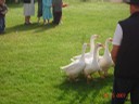 allemagne 2007 045.jpg