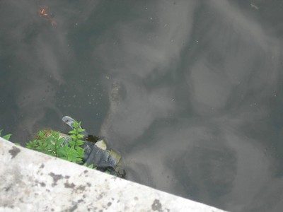 DSCN1059.JPG