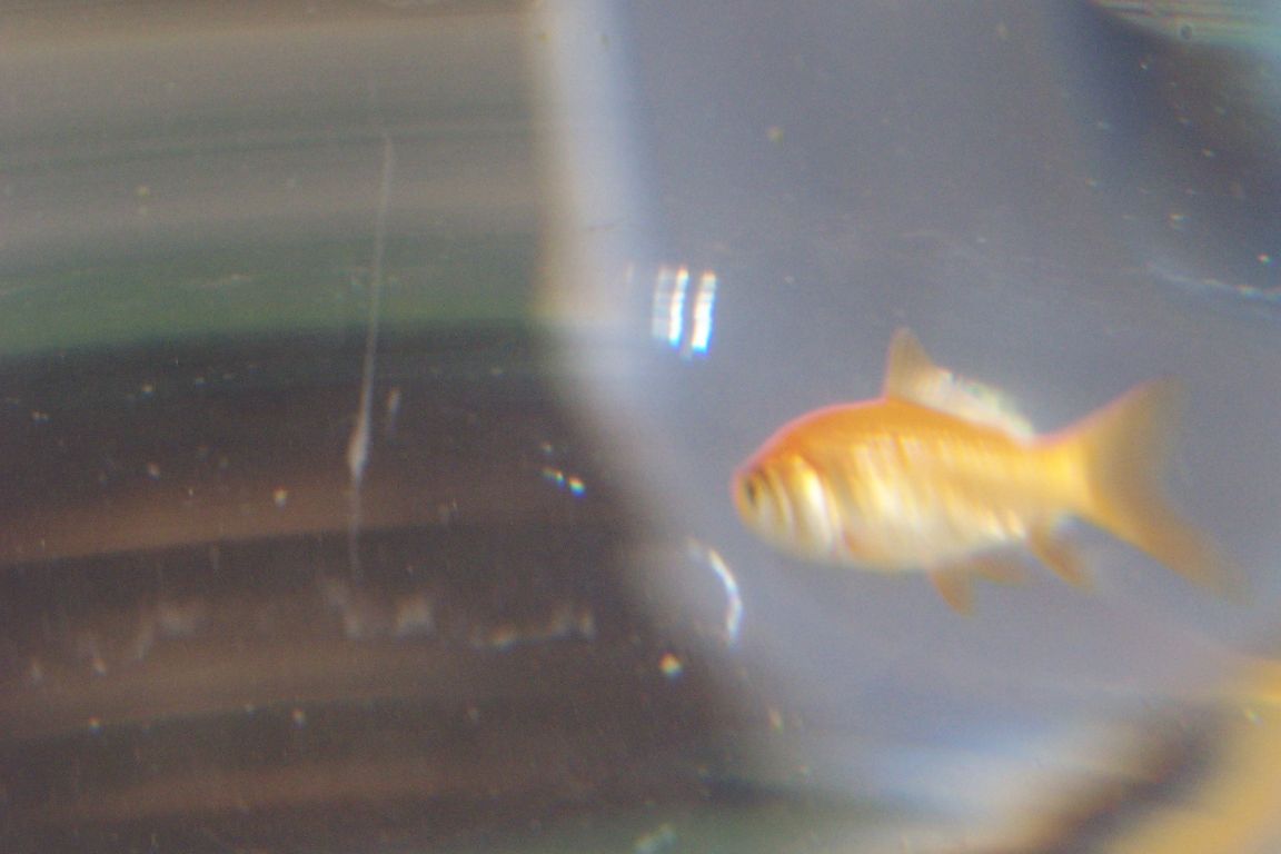 100_4683.JPG