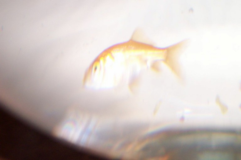 100_4684.JPG