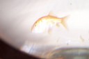 100_4684.JPG