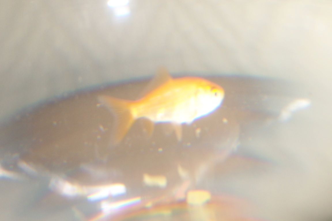100_4685.JPG