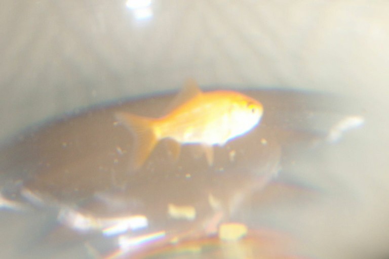 100_4685.JPG