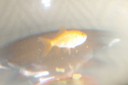 100_4685.JPG