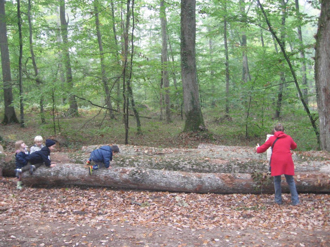PS-MS-Foret Vouille (14).JPG