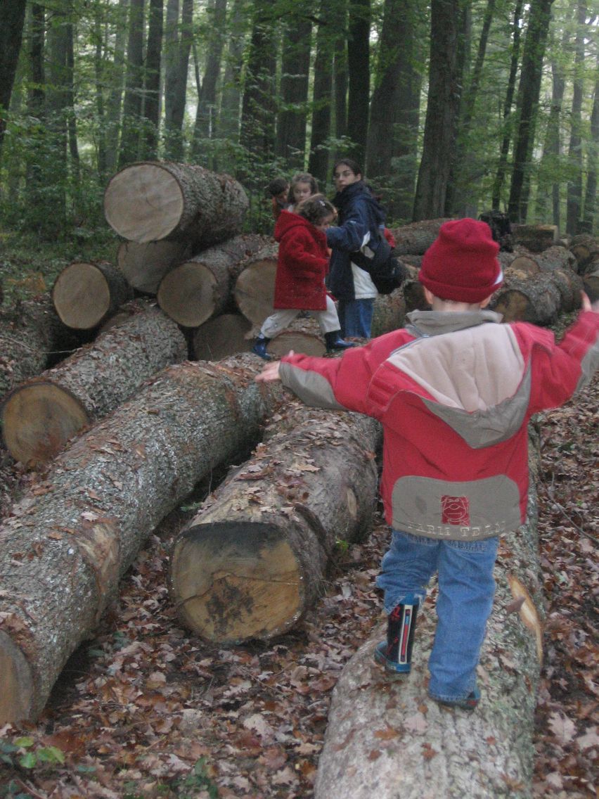 PS-MS-Foret Vouille (17).JPG