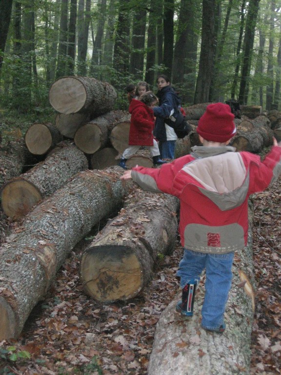 PS-MS-Foret Vouille (17).JPG
