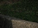 IMG_0181.JPG